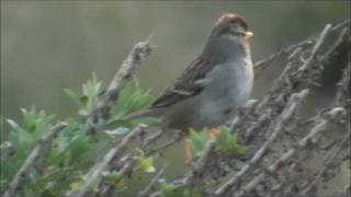 Let It Shine On Me - Blind Willie Johnson