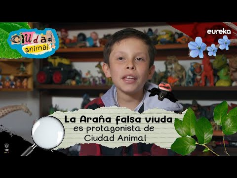 La falsa araña viuda negra llegó a eureka con Ian.