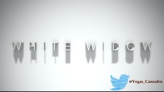 White Widow Strain Information / Review