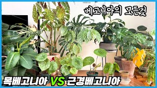 베고니아 양대산맥 목베고니아VS근경베고니아!! 어떤 베고니아를 키워야 좋을까요??