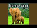 Elephant Makes A Single Short Trumpet Blow