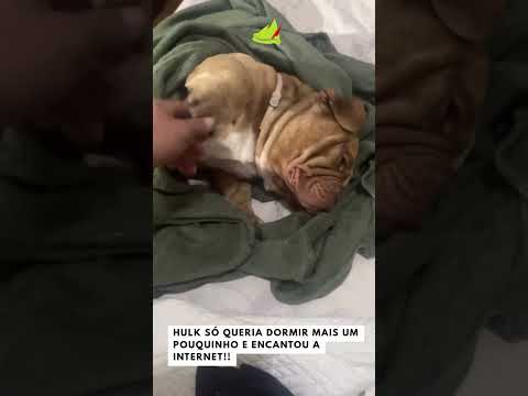 Hulk só queria dormir mais um pouquinho e encantou a internet!! #viral