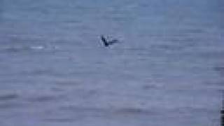 preview picture of video 'Bald Eagle on Lake Superior'
