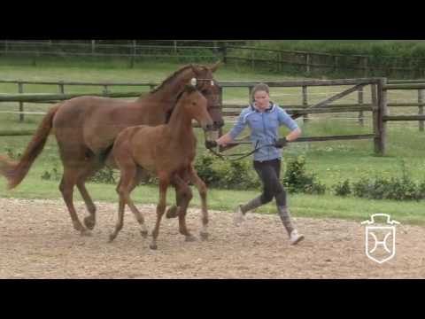 ODRZ075 Stutfohlen von Fürstenball - Florencio I - Calypso I