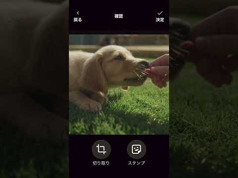 わんこCam
