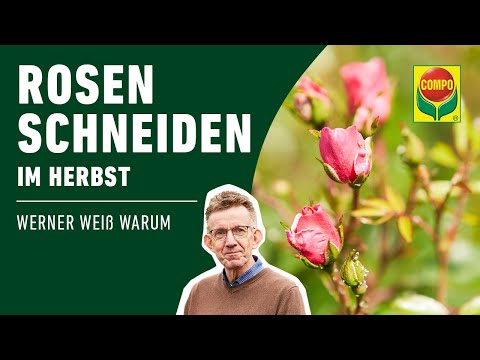 Rosen schneiden im Herbst | COMPO