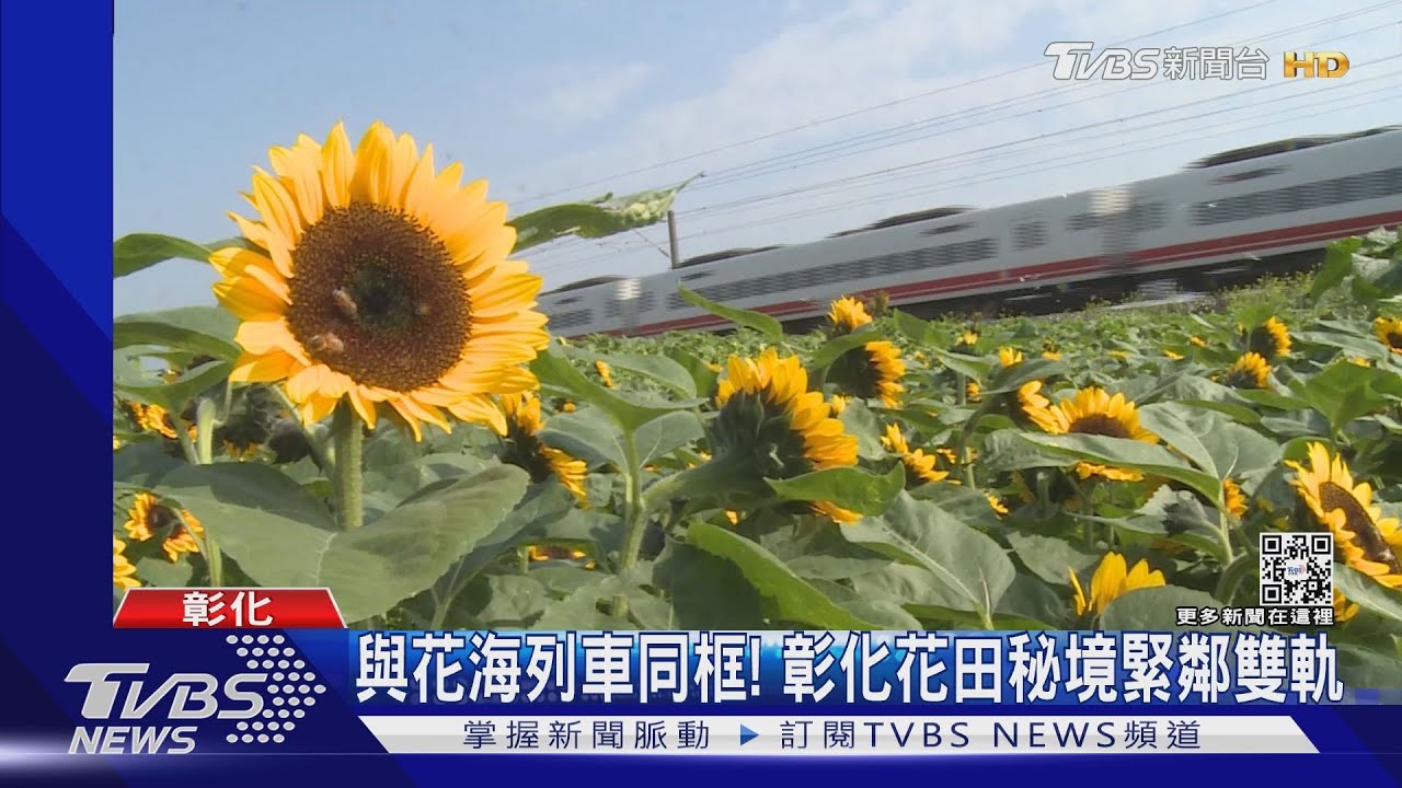 與花海列車同框! 彰化花田秘境緊鄰雙軌
