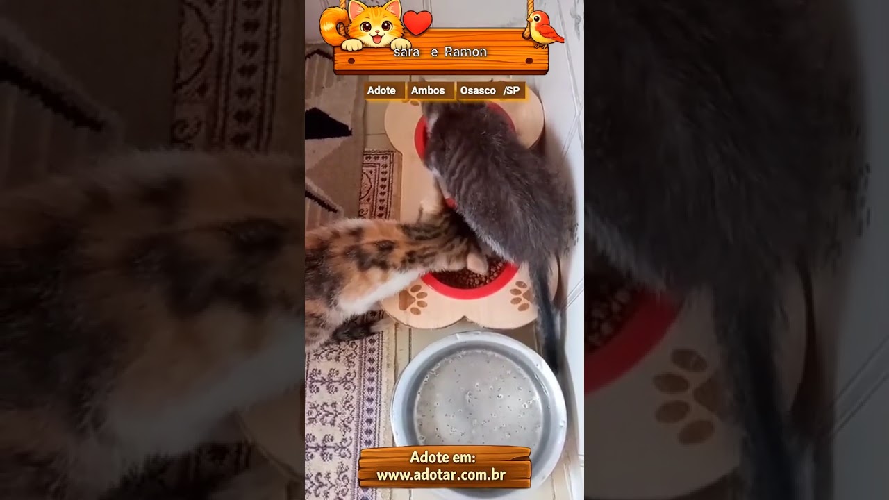 Gato raça SRD-ViraLata idade 2 a 6 meses nome Tricolorzinha