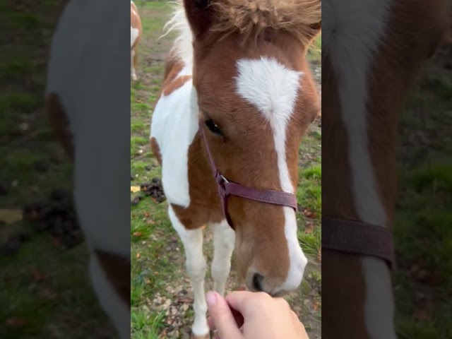 Filly French Saddle Pony For sale 2025 Coloured