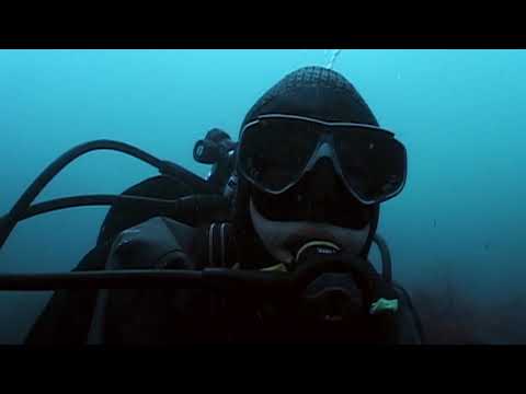 Swimming With Orcas & Penguins.