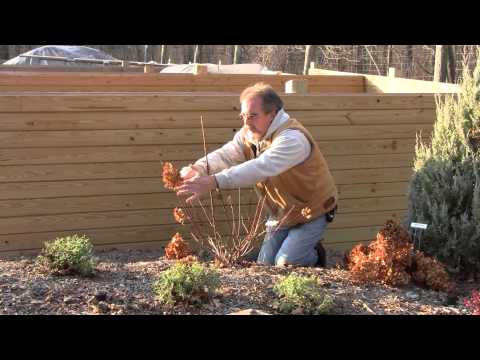 Hydrangea Vanilla Strawberry
