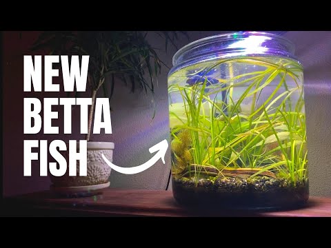 Adding a New Betta Fish to My 3 Gallon Planted Aquarium