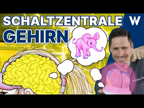 Das Gehirn: Aufbau & Funktion - Wie entstehen im Kopf unsere Gedanken, Gefühle & Intelligenz?