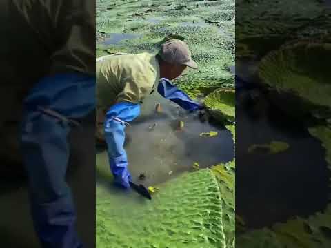 Euryale Ferox Extract Powder