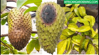 How to Control common Soursop Tree diseases