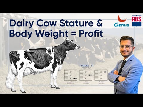 Dairy Cow Stature & Body Weight: Key to Profit