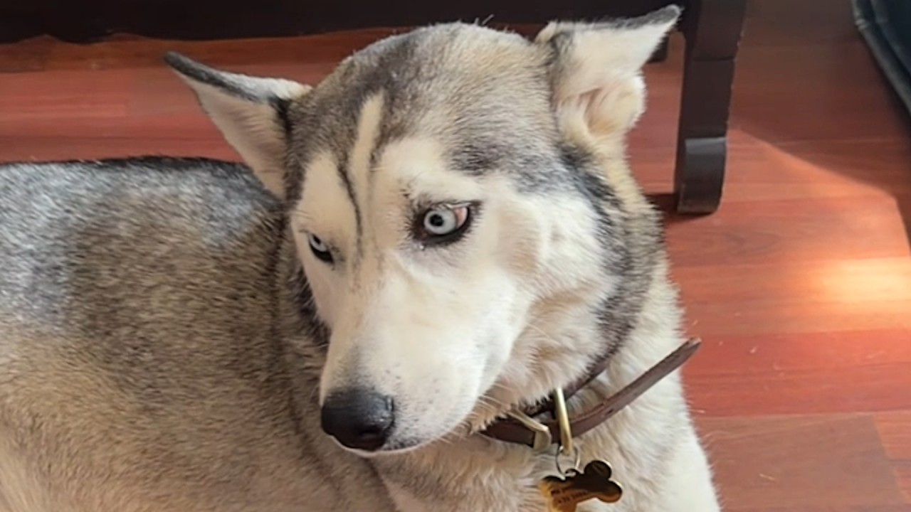 Woman discovers rescue dog was hiding 6 surprises