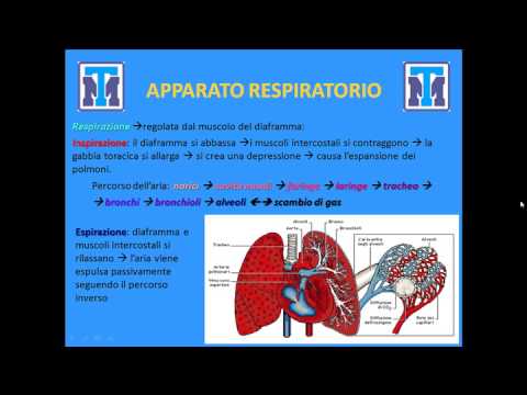 Test Medicina 2022: Biologia - Anatomia e Fisiologia degli animali e dell'uomo. Parte 1
