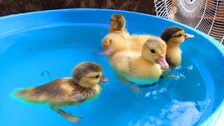 Bebek Bebek Lucu Melompat Berenang Minum Air Dikolam Warna Warni Pelangi