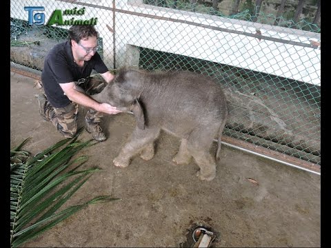 Sos Elefanti per l'elefante pigmeo del Borneo malese