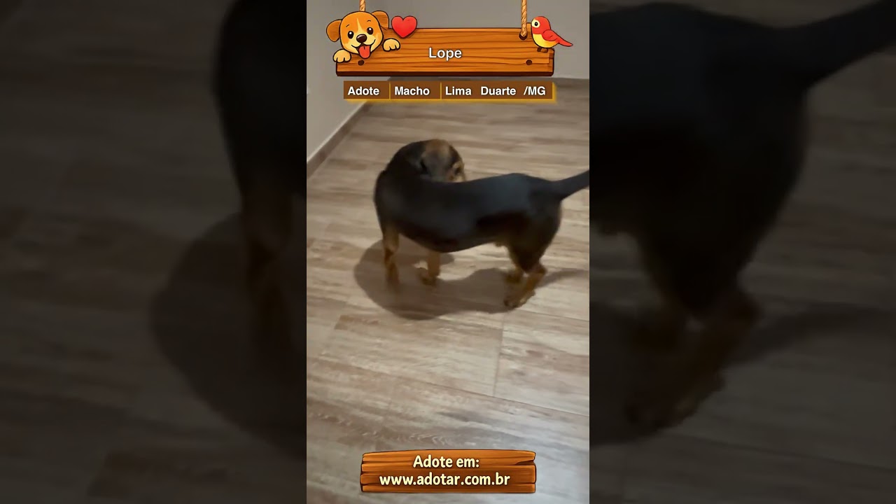 Cachorro raça SRD-ViraLata idade 2 a 6 meses nome Lope