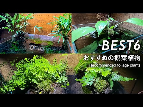 水耕栽培植物はこの11種類がおすすめ 庭の練習