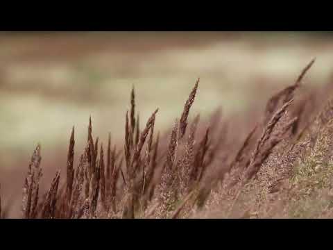 Heulender Herbstwind: Sanfte Naturgeräusche zum Entspannen und Heilen (Tinnitus)