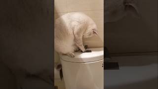 #cat #cute #catvideo #cutecat #funnyvideo #funnycats