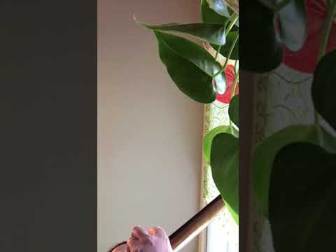 SarahJane - my wish for you