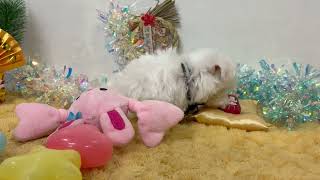 マルチーズの動画01