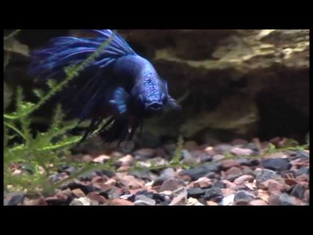 Betta fish flaring for the camera