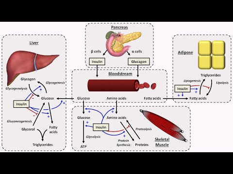 Physiology of Insulin and Glucagon
