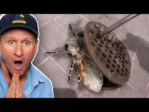 YouTube video about: Are flies attracted to dog urine?