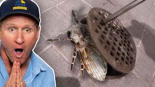 MASSIVE DRAIN FLY INFESTATION!! How to get rid of drain flies...FOR GOOD!