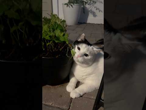 Jasmine’s CatNip #garden #catnip