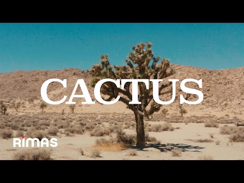 Video de Cactus