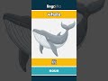 whale - 鲸 video thumbnail