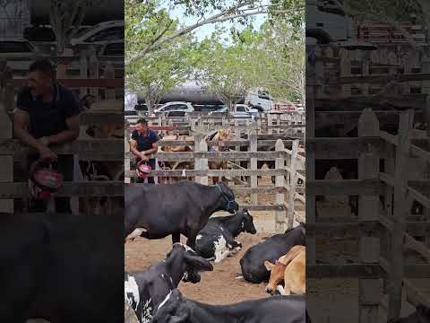 Feira de gado de Campo Grande   Alagoas  acontece todos os sábado 03/01/2026