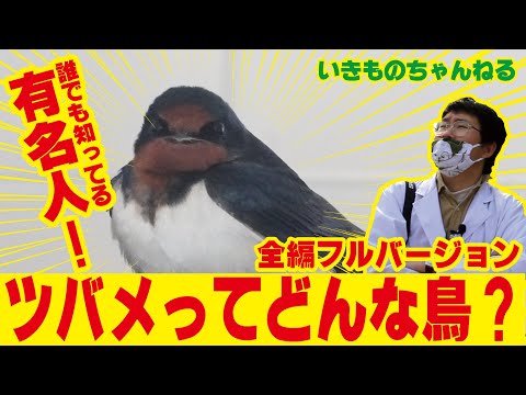 IUCN分類における絶滅の危険性を示す図。