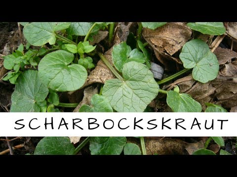 Scharbockskraut - ein Wildkraut gegen Vitamin C - Mangel