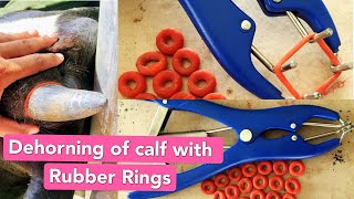 Dehorning of calf/cow with Rubber Rings || dehorning || Band dehorning of calf/cow.