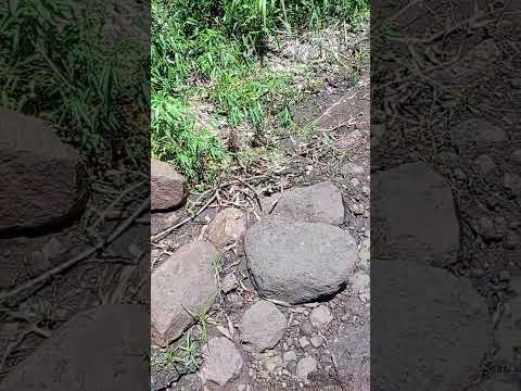 Camino d la renovación de Diego Pedrozo intendente d cerro Cora misiones