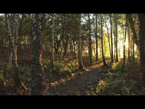 Deep Sleep Music, Sleeping Music, Insomnia, Meditation Music, Zen, Yoga, Study Music, Sleep ☯3791❤✌