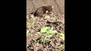 Baby raccoon exhausted after losing his mom