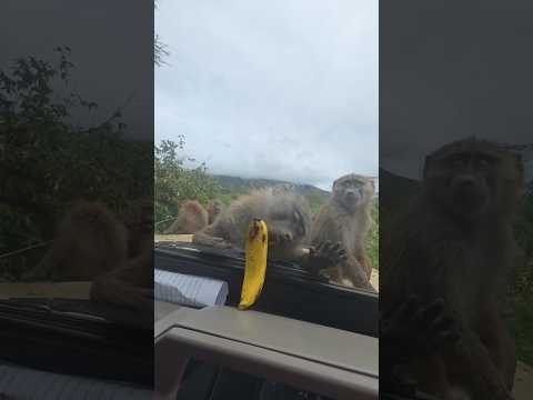 Monkey and Banana 😂. #funny #duet #viralreels #comedy