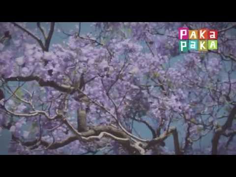 Música para imaginar: Canción del jacarandá - Canal Pakapaka