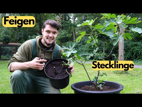 Propagating figs is easy with cuttings 🌱