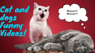 New Trending Funniest Cats Fight😹😹 - Funniest Cats and Dogs 2023😹🐶