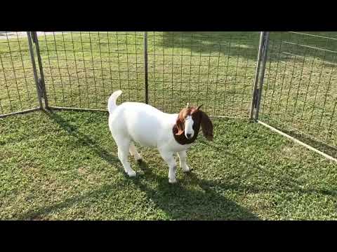 Winners Circle - Lot 56