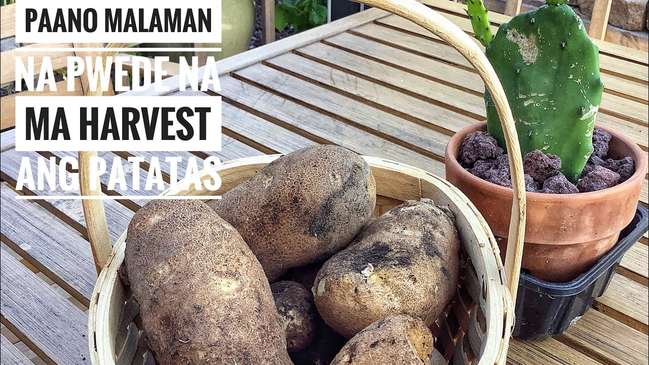 Paano Malaman Na Pwede na Ma Harvest Ang Patatas / That’s Ate Ems /
 Buhay Amerika